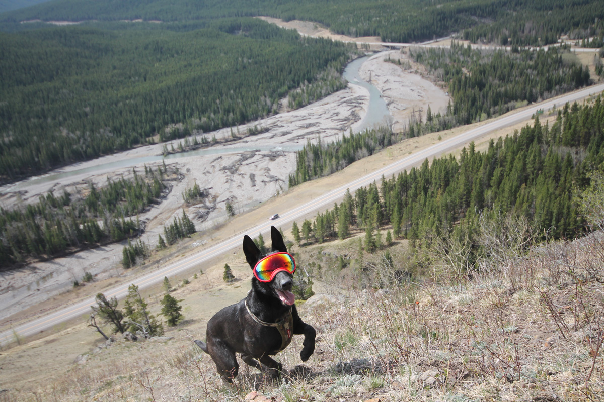 Dog running up a hill