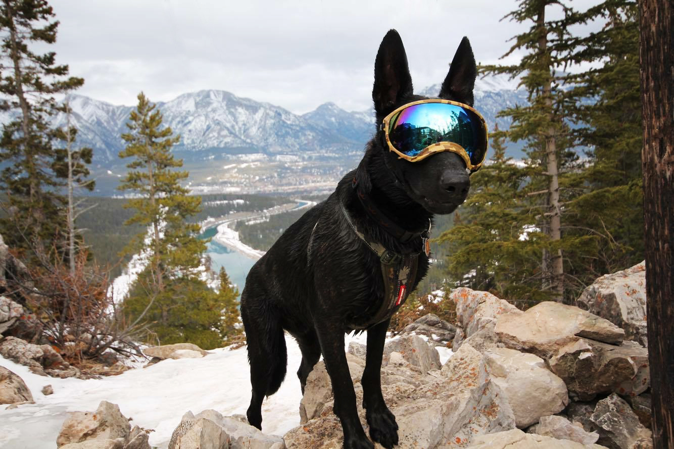 Another Dog with Goggles