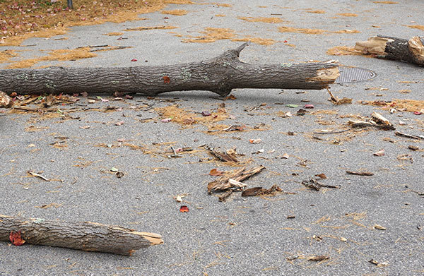 A fallen branch